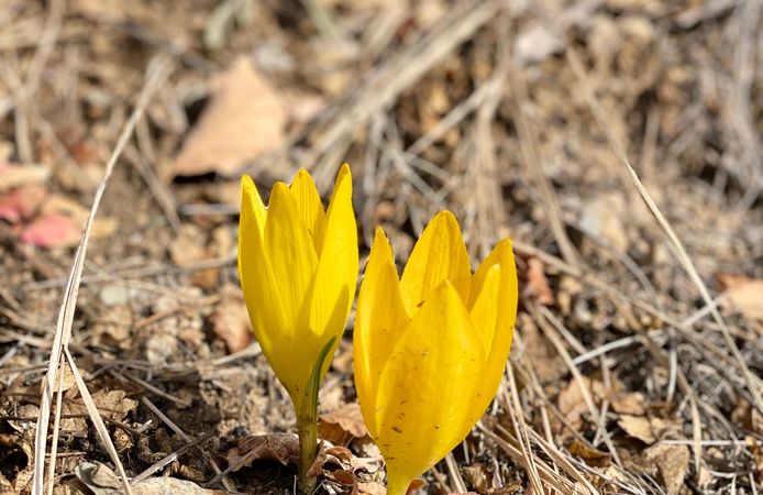 Ölbe Vadisi sonbaharda açan çiğdemlerle doğaseverleri ağırladı