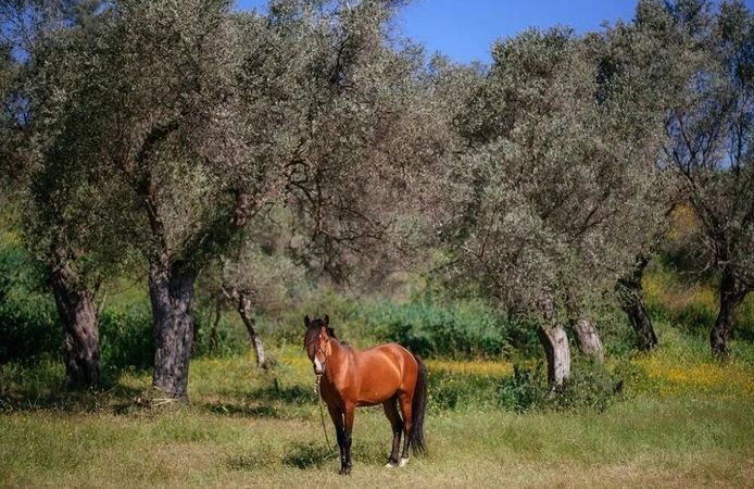 Büyükşehir’den hafta sonu müjdesi: Mesire alanlarına ulaşım ücretsiz oldu!