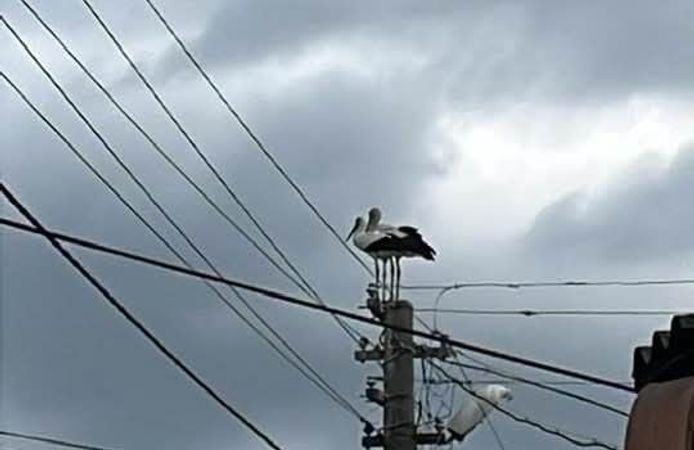 Dereköy’de leylek eski yuvasına dönemiyor