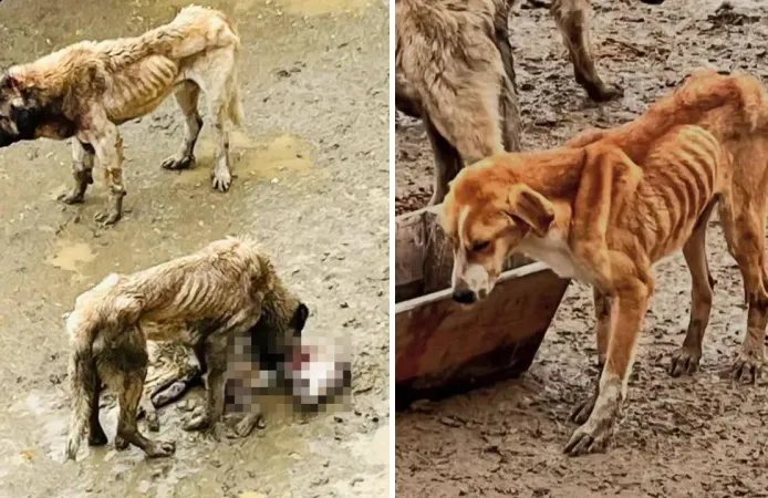 Hayvanseverler barınağa akın etti, gördüklerine inanamadı! 'Köpekler birbirini yiyordu'