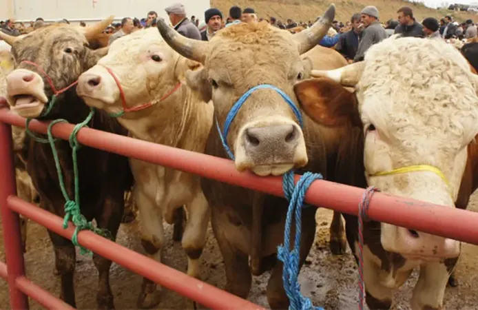 Diyanet 2026 yılı kurban vekalet ücretlerini açıkladı: İşte yurt içi ve yurt dışı fiyatları