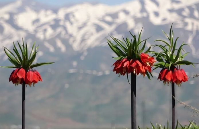 Hüznün Çiçeği Ters Laleler Açtı: Koparmanın Cezası Servet Değerinde