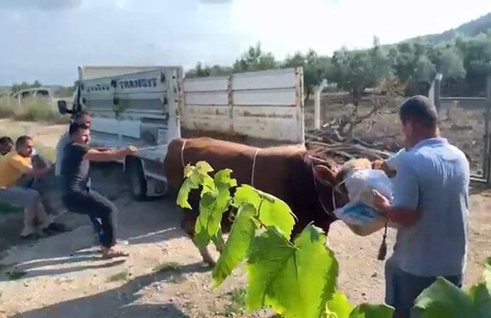 Boğa bir anda kontrolden çıktı… Tek hamlede yere serdi!