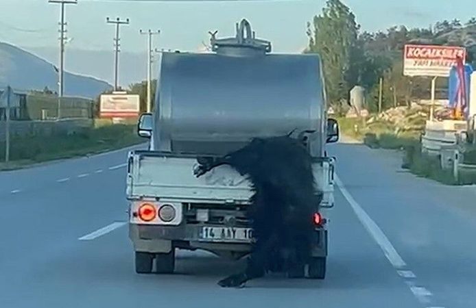 Kurbanlığı araçtan sarkıttı! Sürücüye 31 bin lira ceza