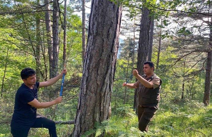 Yaz kuraklığı ağaçları nasıl etkiliyor? Küre Dağları’nda dikkat çeken çalışma