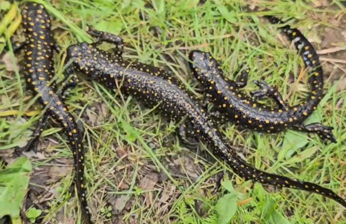 Tunceli’de benekli semenderler görüntülendi