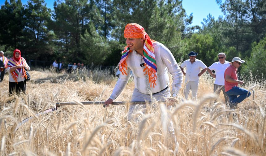 Bornova Belediyesi’nden yerel üreticiye büyük destek: 5 ton buğday hasadı