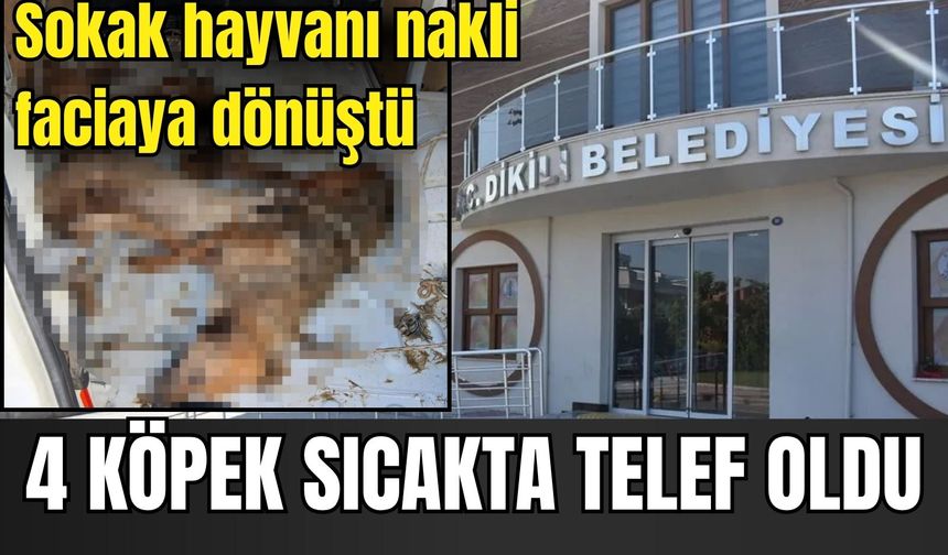 Sokak hayvanı nakli faciaya dönüştü: Köpekler sıcakta telef oldu