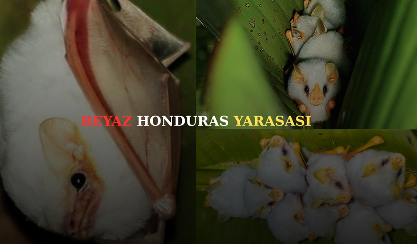 Doğa hayran bırakıyor: Yaprakla çadır kuran yarasa görenleri şaşkına çevirdi!