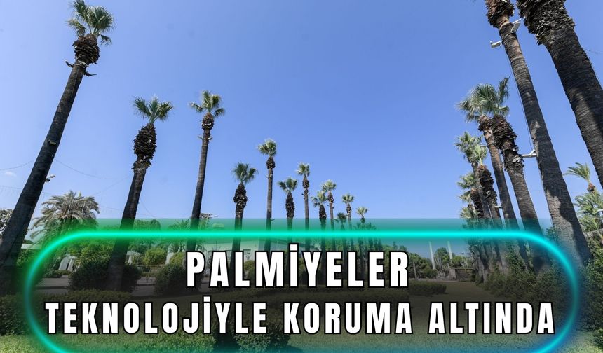 İzmir’in palmiyeleri teknolojiyle koruma altında