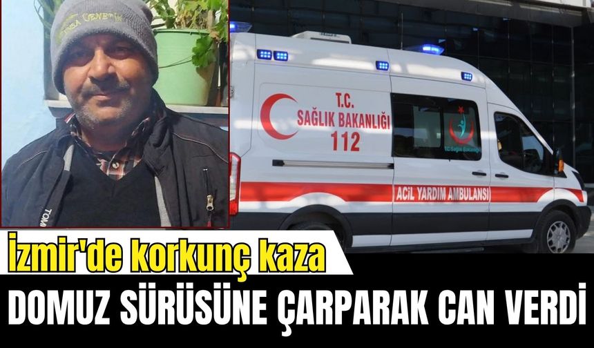 İzmir'de korkunç kaza: Domuz sürüsüne çarpan sürücü can verdi