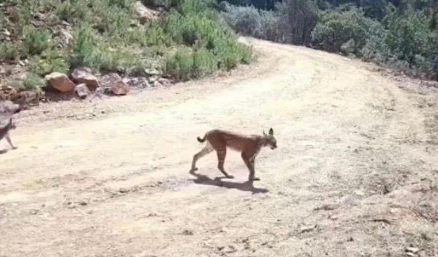'Ormanın hayaleti' fotokapanla yakalandı