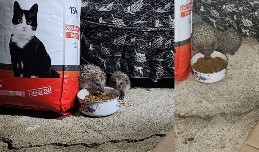 Kediler için bırakılan mama kirpiler tarafından paylaşıldı!