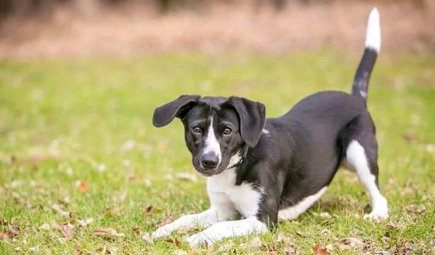 Köpeğinizin gerinme hareketi aslında ne anlama geliyor?