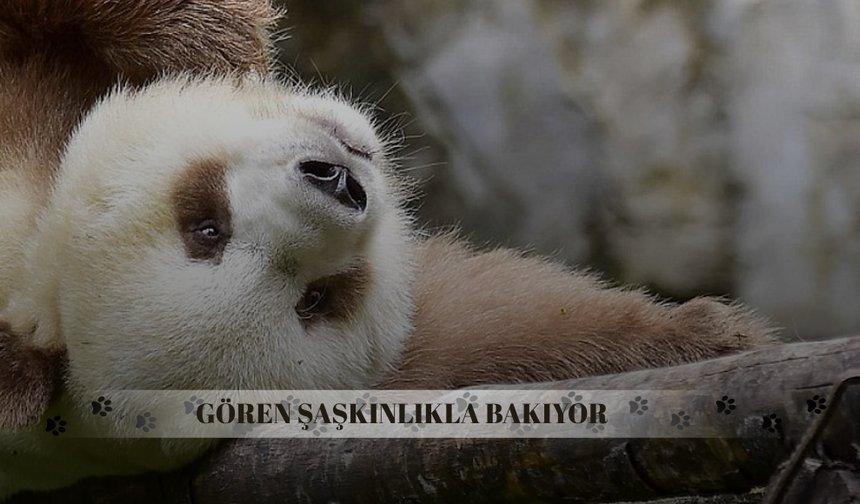 Sadece bir tane var! Bu pandayı görünce gözlerinize inanamayacaksınız