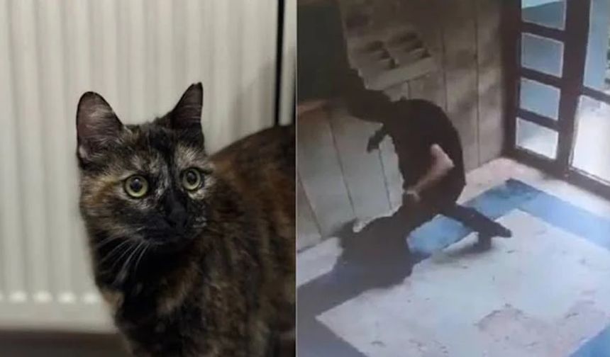 Son dakika! Cezve'yi acımadan öldürmüştü: Cezası belli oldu