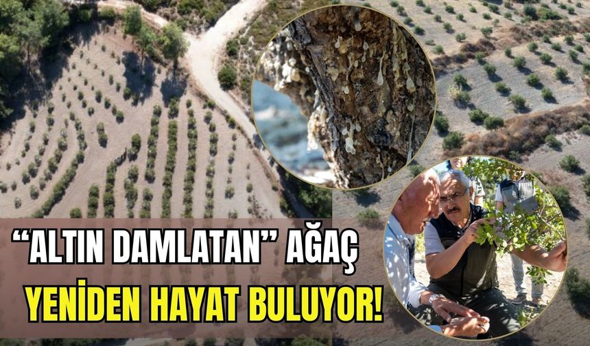 Ege’nin 'altın damlatan' ağacı yeniden hayat buluyor!