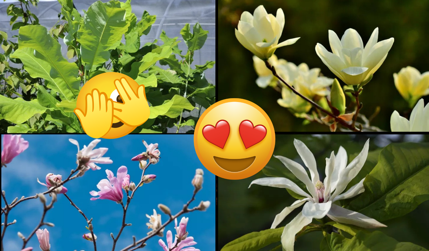 Göreni büyüleyen 12 manolya türü: İşte bakım tüyoları!