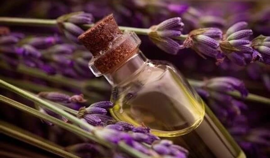 Lavanta yağı araştırmasında dikkat çeken sonuç