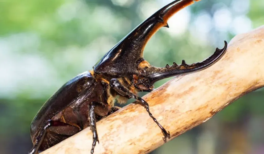 Görünce inanamayacaksınız! Nesli tükenme tehlikesi altındaki böcekler