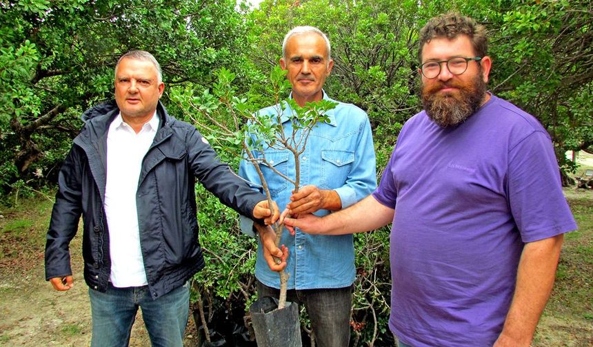 Arazisizlikten binlerce sakız fidanı toprakla buluşamıyor