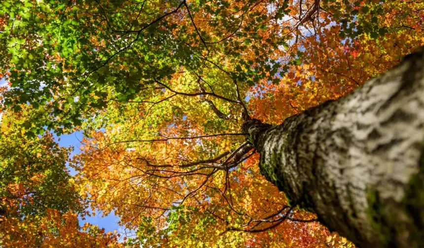 Borulara kadar uzanan kökler! Evinizin yanına dikmemeniz gereken ağaçlar