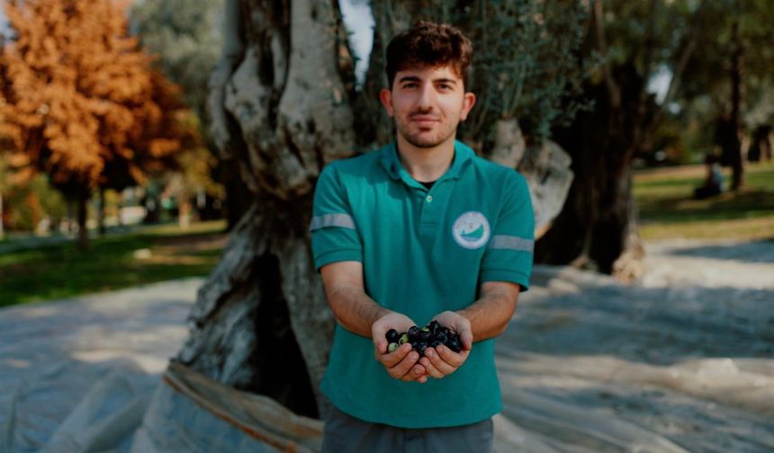 Balçova’da zeytin bereketi halkın sofrasına dönüyor