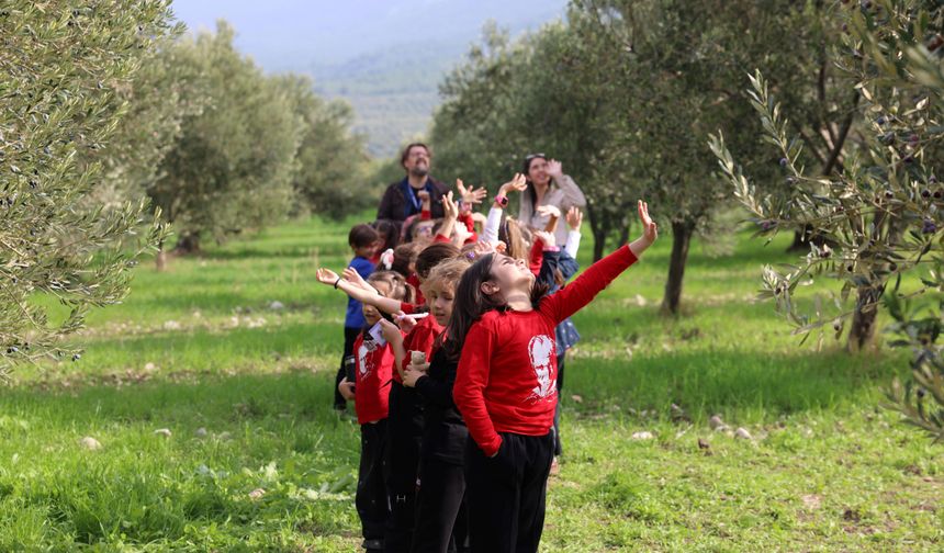 Kömürün kenti Soma, zeytinle bereketi yakaladı