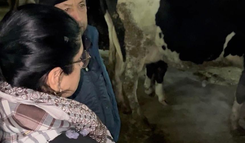 Küçük Menderes’te şap krizi: Hayvancılık durdu, üretici zor durumda