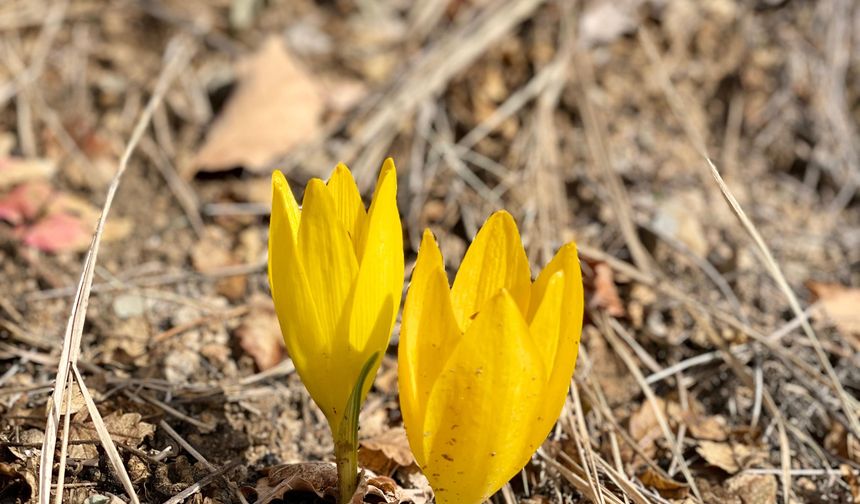 Ölbe Vadisi sonbaharda açan çiğdemlerle doğaseverleri ağırladı