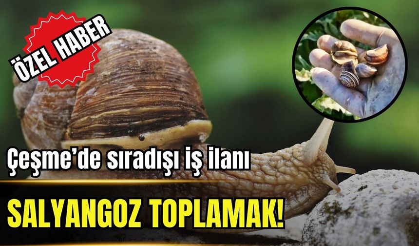 Çeşme’de sıra dışı iş ilanı: Salyangoz toplama!