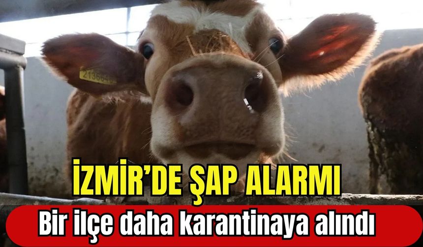 İzmir’de şap alarmı: Bir ilçe daha karantinaya alındı