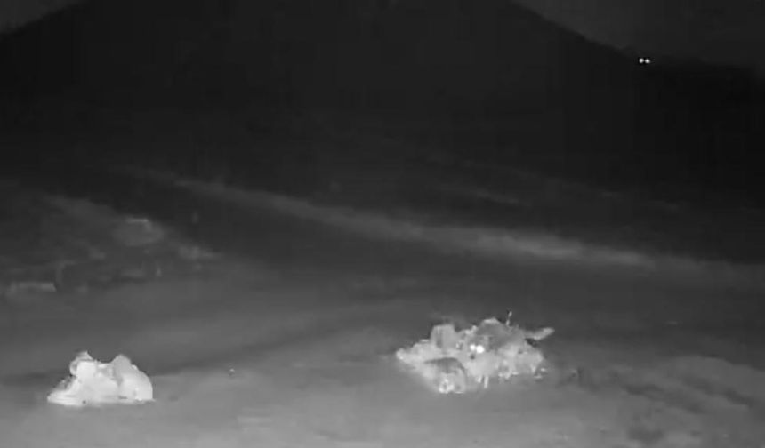 Aç kalan kurtlar Nevşehir’de köy içine indi