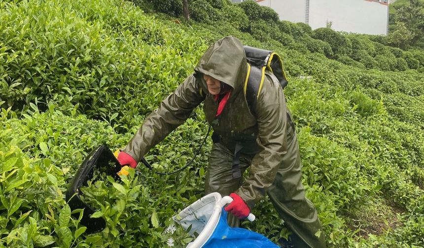 Çay işçilerinin hayatını değiştiren sır: Ağrılar azaldı, uyku kalitesi arttı!