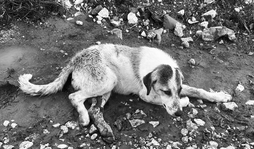 Çeşme’de sokak canı vahşetine, Çeşme ÇESAL’den sert tepki