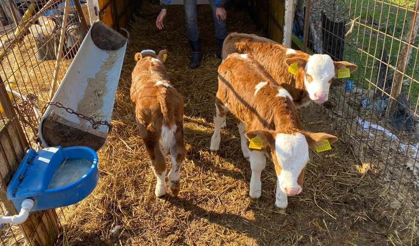 Edirne’de büyükbaş hayvanda nadir üçüz doğum