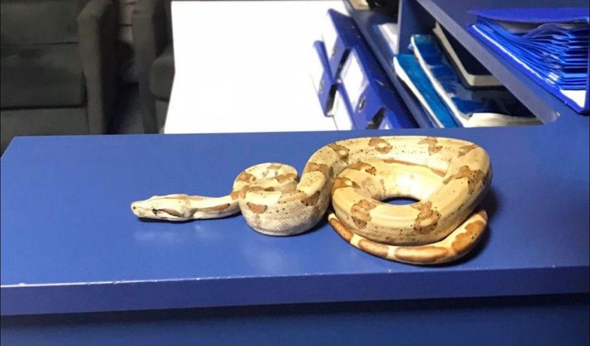 İzmir’de kafede yılanla dolaştı, cezası ağır oldu!