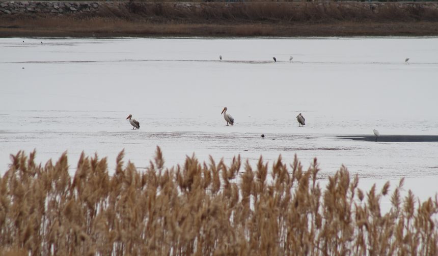 Kış ortasında beklenmeyen misafirler