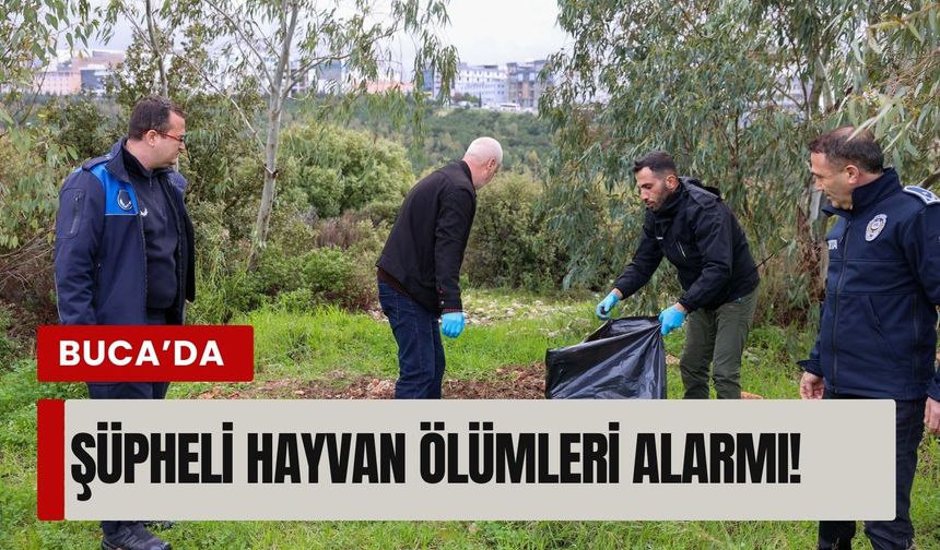Buca’da şüpheli hayvan ölümleri alarmı!