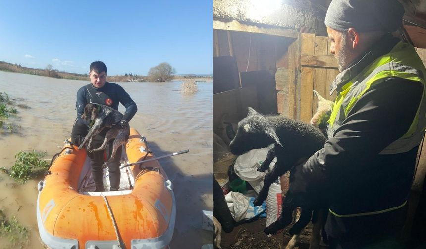 İzmir’de sağanakta yürek ısıtan görüntü: Hayvanları böyle kurtardılar