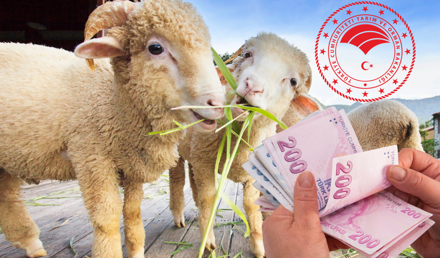 Küçükbaş hayvan desteği 2026 başvuruları başlıyor! Hangi illere verilecek, başvuru şartları neler?