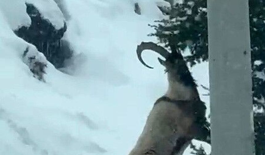 Aladağlar’da yaban hayatı göz kamaştırıyor