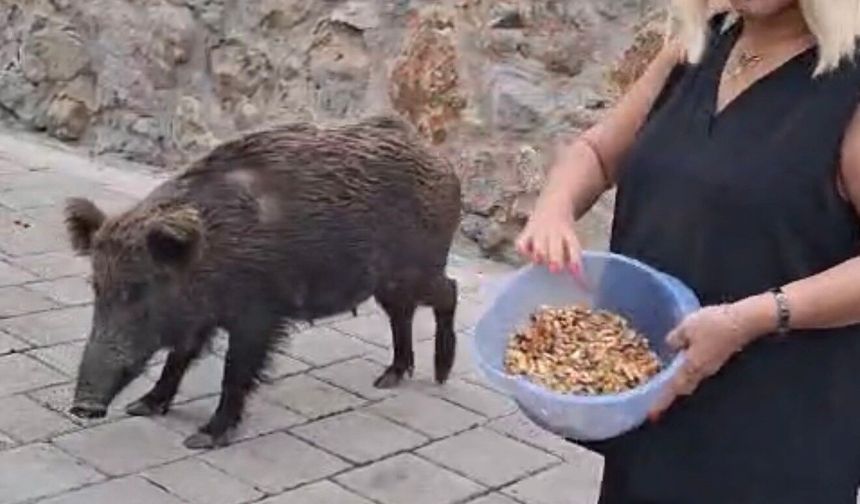 Safiye Soyman, Bodrum’daki evinde yaban domuzunu besledi