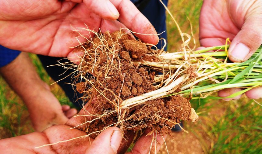 Çiftçilere hububatta hastalık riskine karşı erken müdahale uyarısı