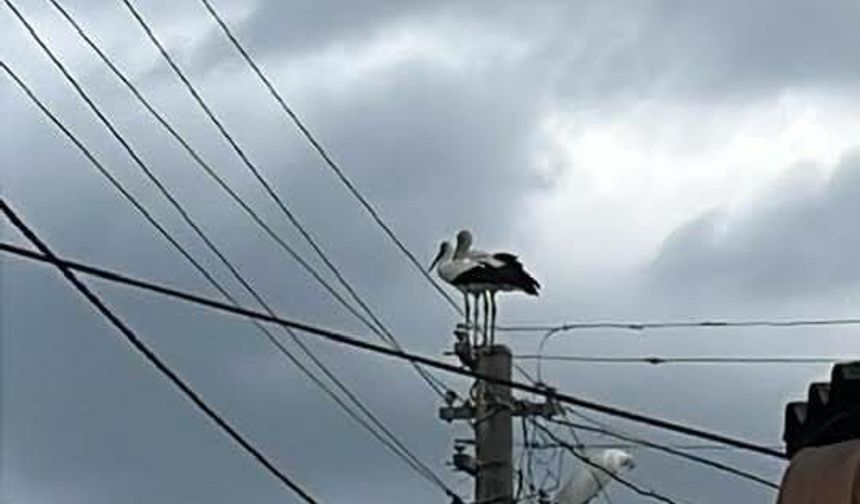 Dereköy’de leylek eski yuvasına dönemiyor