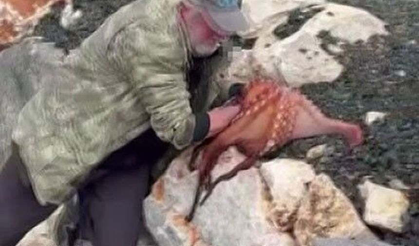 İzmir Karaburun’da elleriyle ahtapotu yakaladı