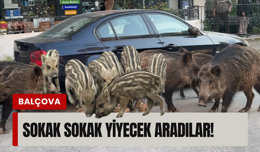 İzmir'de aç kalan yaban domuzları şehre indi