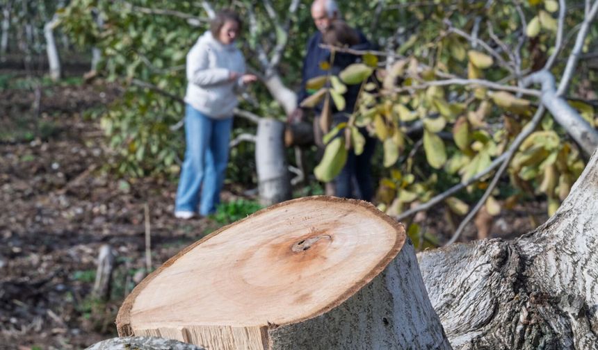 Kemalpaşalı üreticiye umut olan destek
