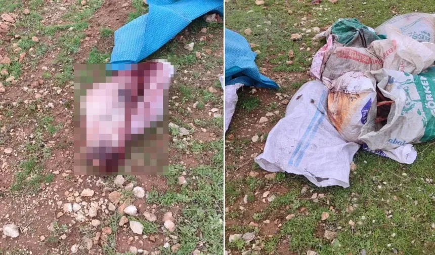Şanlıurfa'da arazide kesilmiş at kafası ve parçaları bulundu
