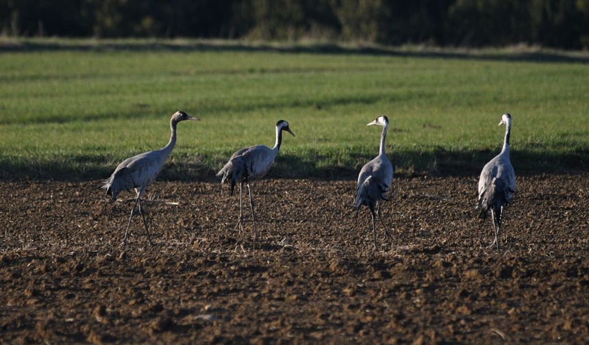 Turna ailesi Kastamonu’da objektiflere yansıdı
